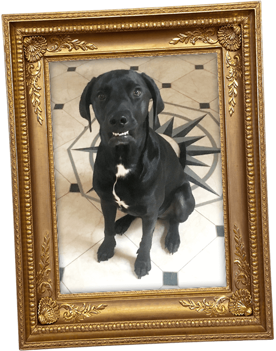 Barney the dog - Taste Hospitality Recruitment Limited